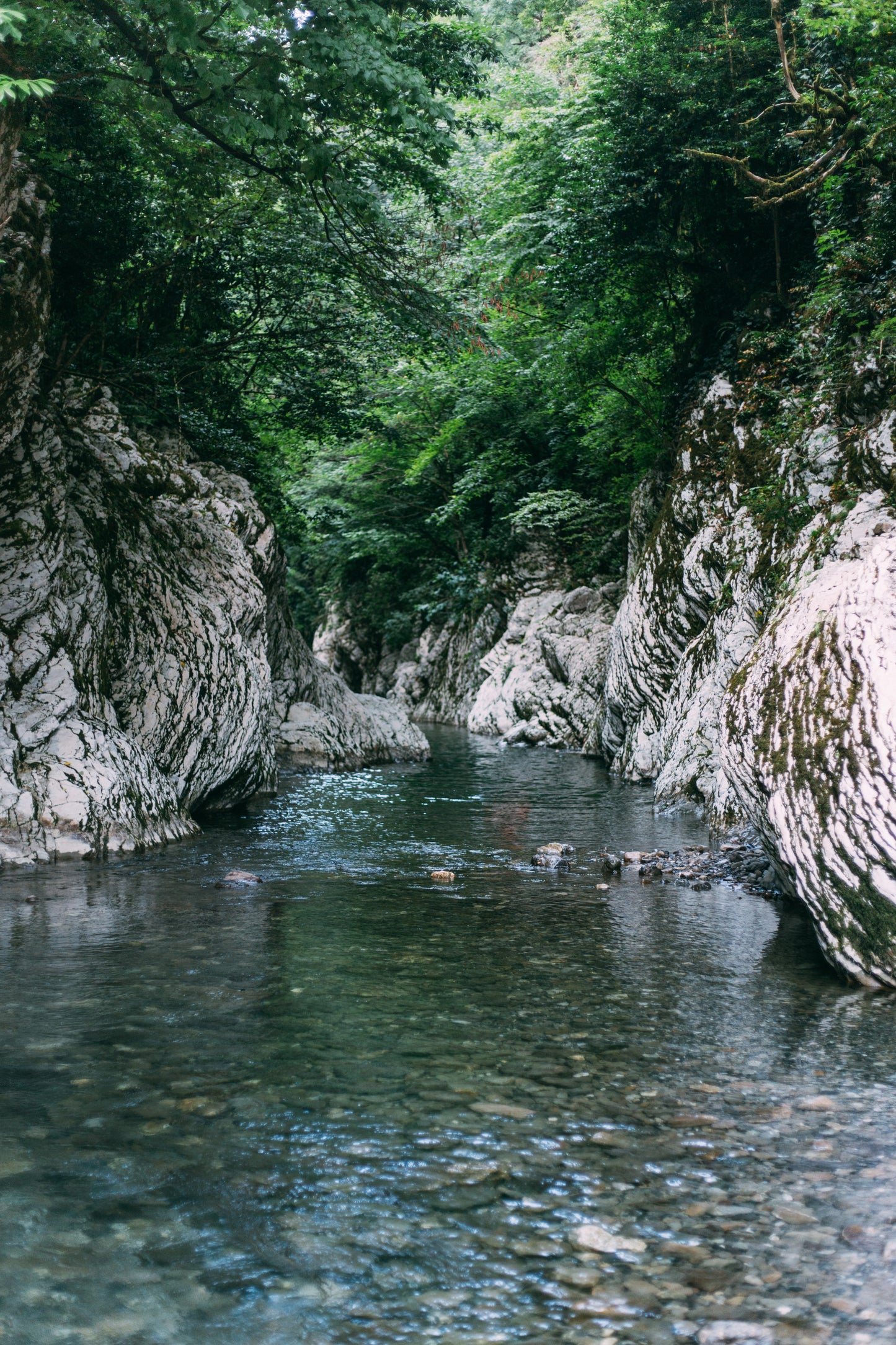 Sochi Roots